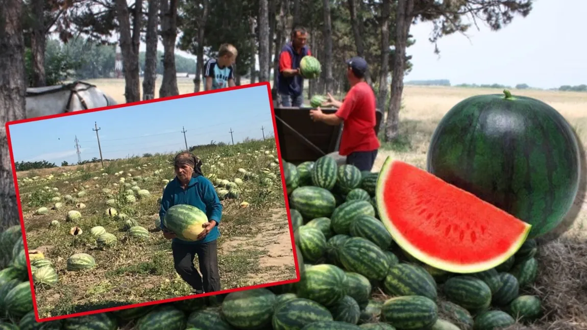Cât trebuie să scoată românii din buzunar pentru faimoșii pepeni de Dăbuleni. La cultivatori, kilogramul costă 3 lei