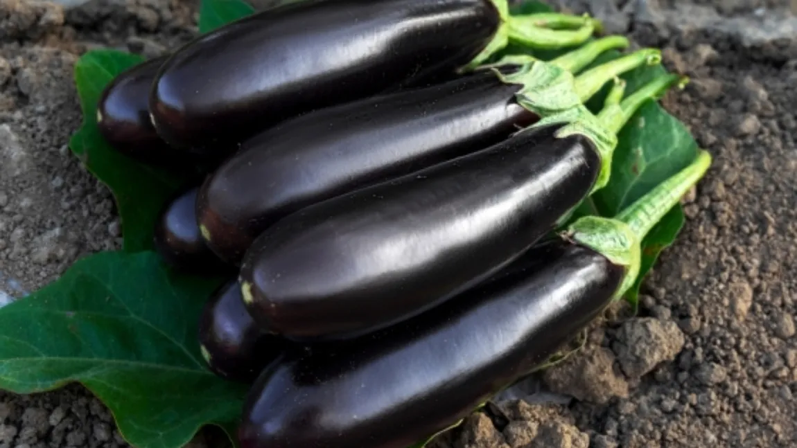 Cum trebuie udate vinetele pentru a nu fi amare. Cultivatorii experimentați dezvăluie ”secretul” recoltei perfecte