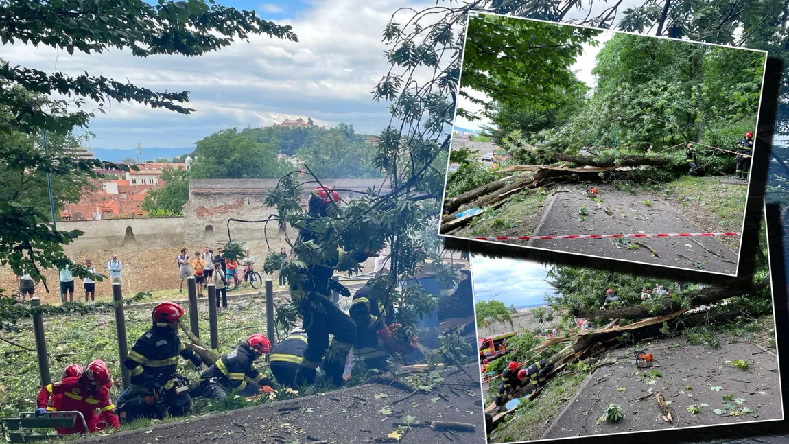 Tragedie în Brașov! Un tânăr în vârstă de 27 de ani a murit după ce un copac a căzut peste el