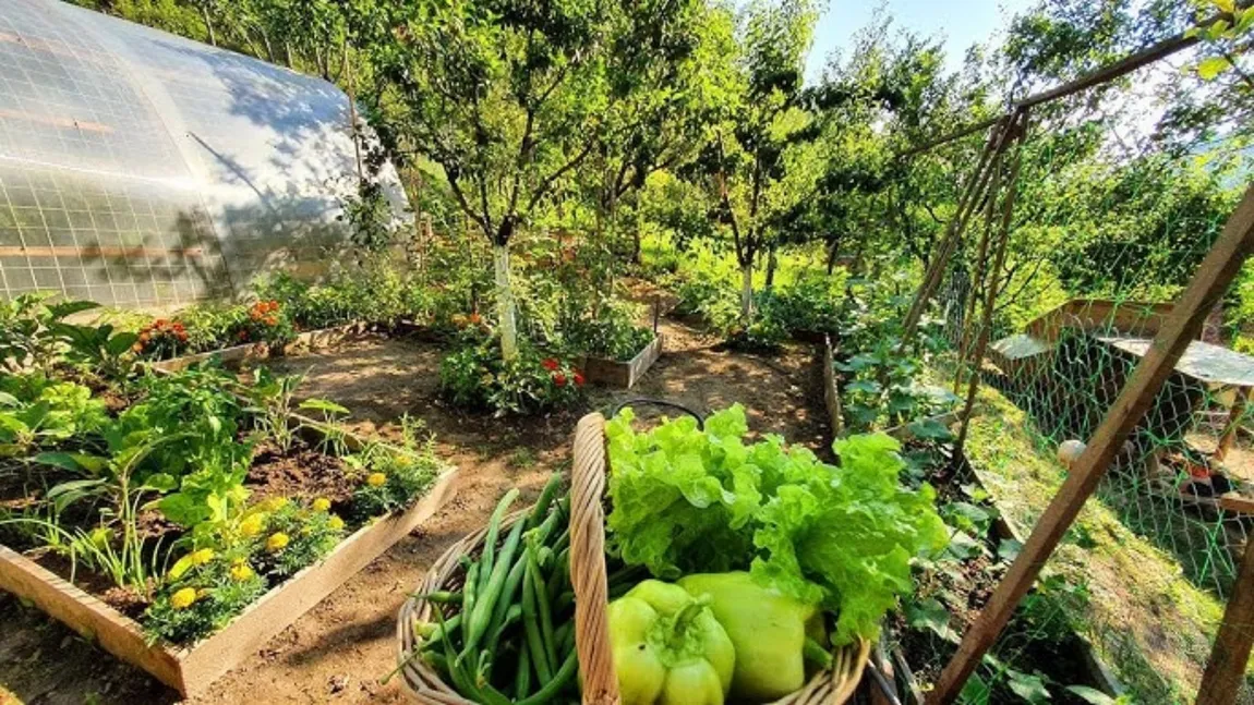 Legumele pe care le poți planta în luna iulie. Secretele pentru o recoltă bogată și sănătoasă