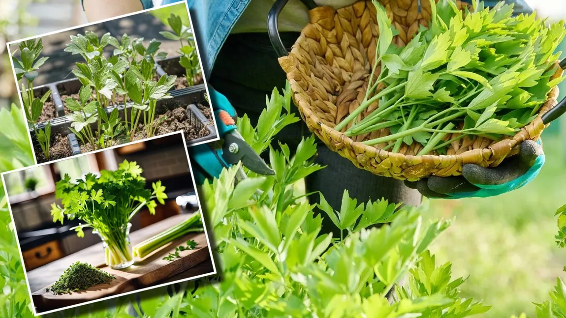 Planta aromatică pe care bunicile noastre o foloseau cu generozitate în aproape toate ciorbele și tocănițele. Se cultivă ușor, și în grădină, și în ghiveci