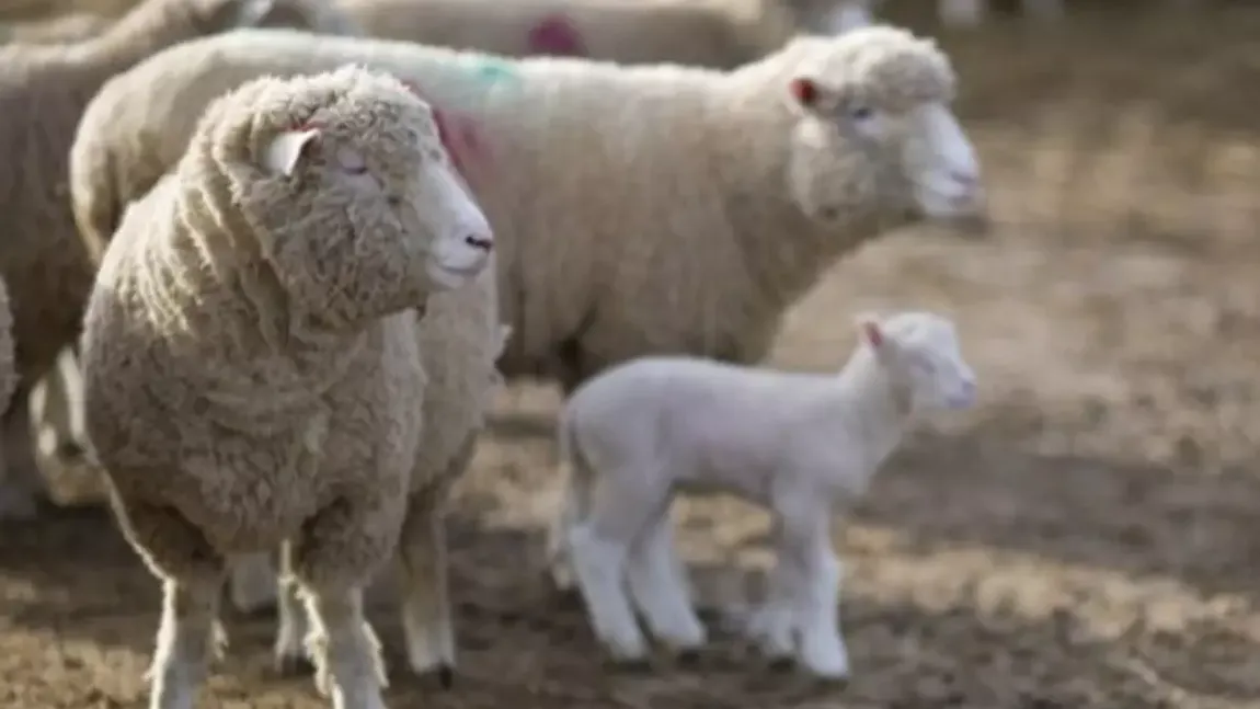 Vești bune pentru fermierii români. Se deschide o nouă piață pentru crescătorii de animale