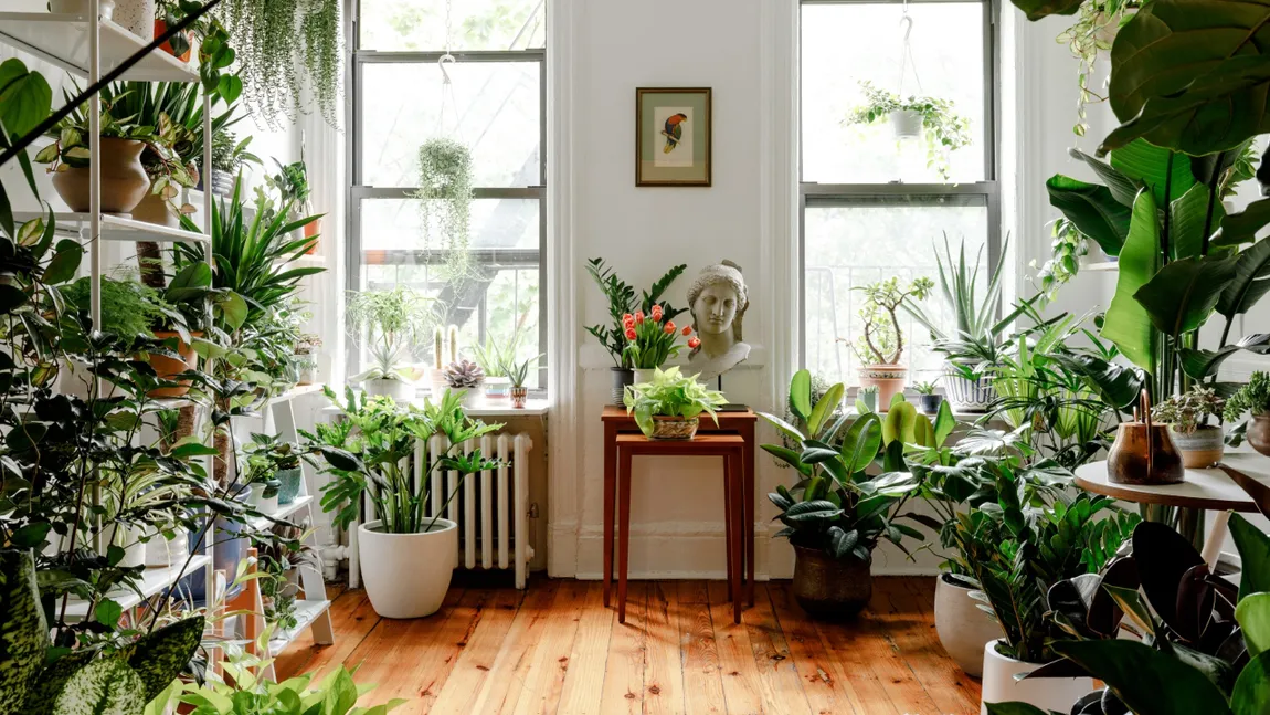 Planta sfântă care nu trebuie să-ți lipsească din casă. Te scapă de durerea de cap și de crampe