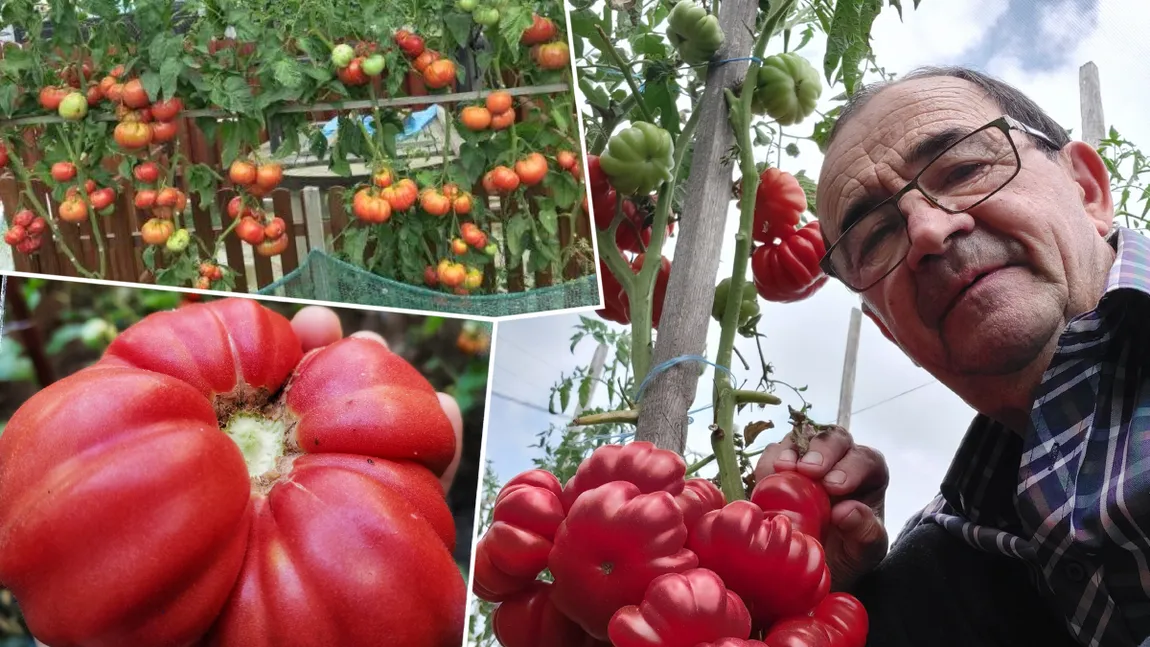 Unde se cultivă pomul care face roșii. Poate ajunge la peste 2 metri înălțime, iar fructele sunt zemoase și au un gust excepțional