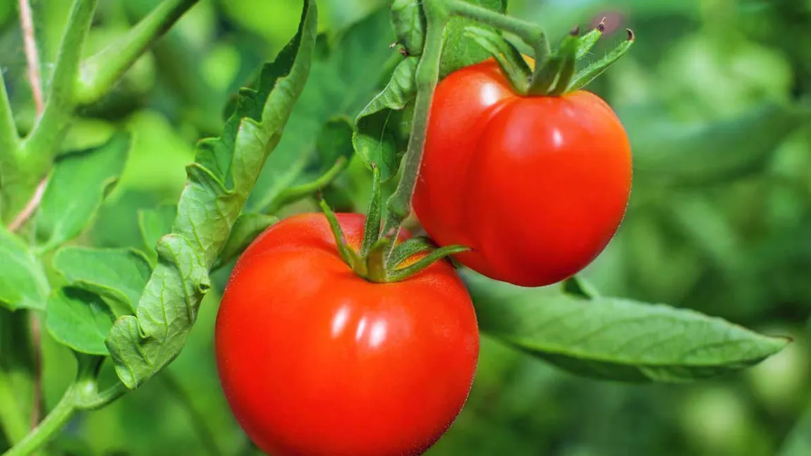 Cum îți dai seama dacă roșia este crescută natural sau a fost tratată cu chimicale. Experții legumicultori au dezvăluit secretul