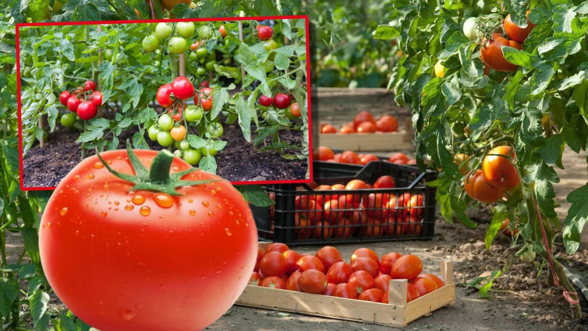 De ce şi-au pierdut roşiile româneşti gustul autentic de altădată. Greşeala pe care o fac legumicultorii de azi