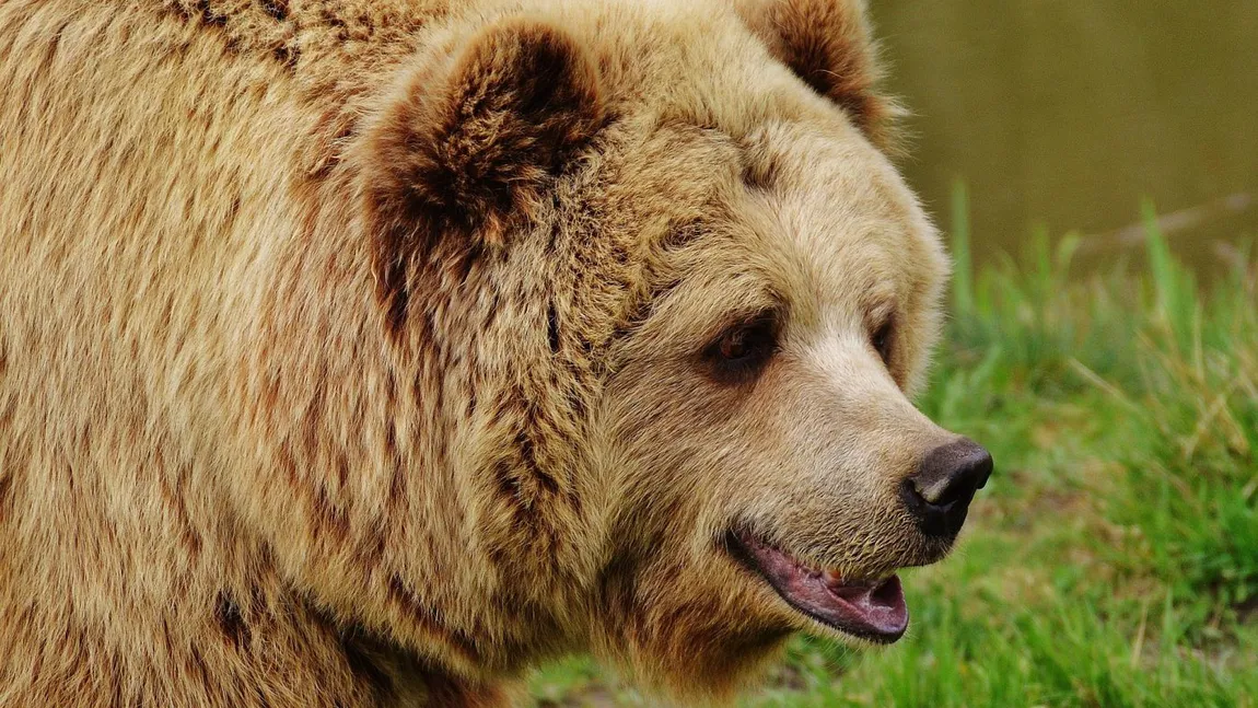 Care este Animalul asociat Spiritului tau si ce semnificatie are pentru tine, in functie de zodia ta
