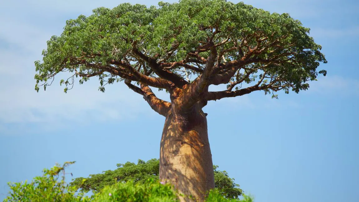 Copacul-cămilă: marele baobab stochează până la 120.000 de litri de apă în interiorul său