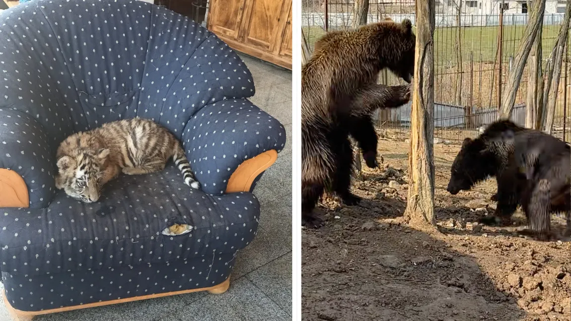 FOTO VIDEO Nu s-a găsit pantera neagră, dar avem o grădină zoologică plină de animale exotice în satul Picior de Munte din Dâmboviţa. Cu 50 de lei mângâi 