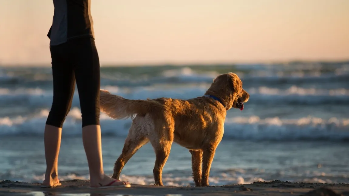 Canicula poate fi fatală animalelor de companie. Temperatura periculoasă pe timpul verii pentru câini. Când nu trebuie să ieși cu câinele afară, la plimbare