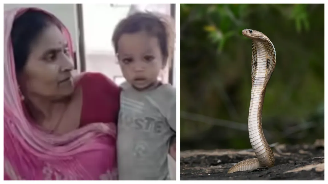 Incredibil! Un copil de doi ani a ucis o cobră care îl atacase! Cum a reușit asta