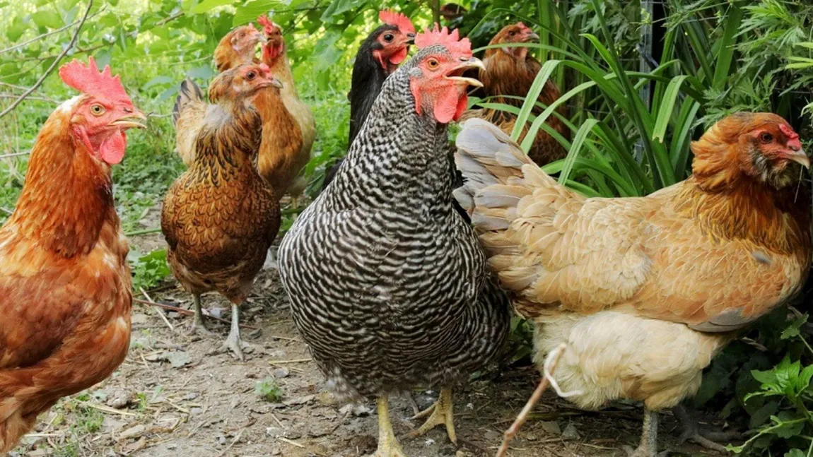 Amenzi usturătoare pentru cei care au prea multe păsări sau animale în curte. Puțini români cunosc această lege