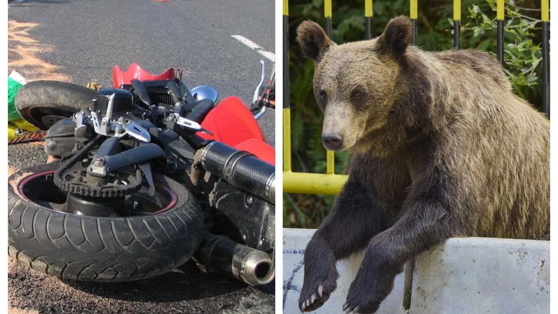 Motociclist ucis de urs pe Transfăgărășan. A fost târât într-o râpă din apropierea barajului Vidraru