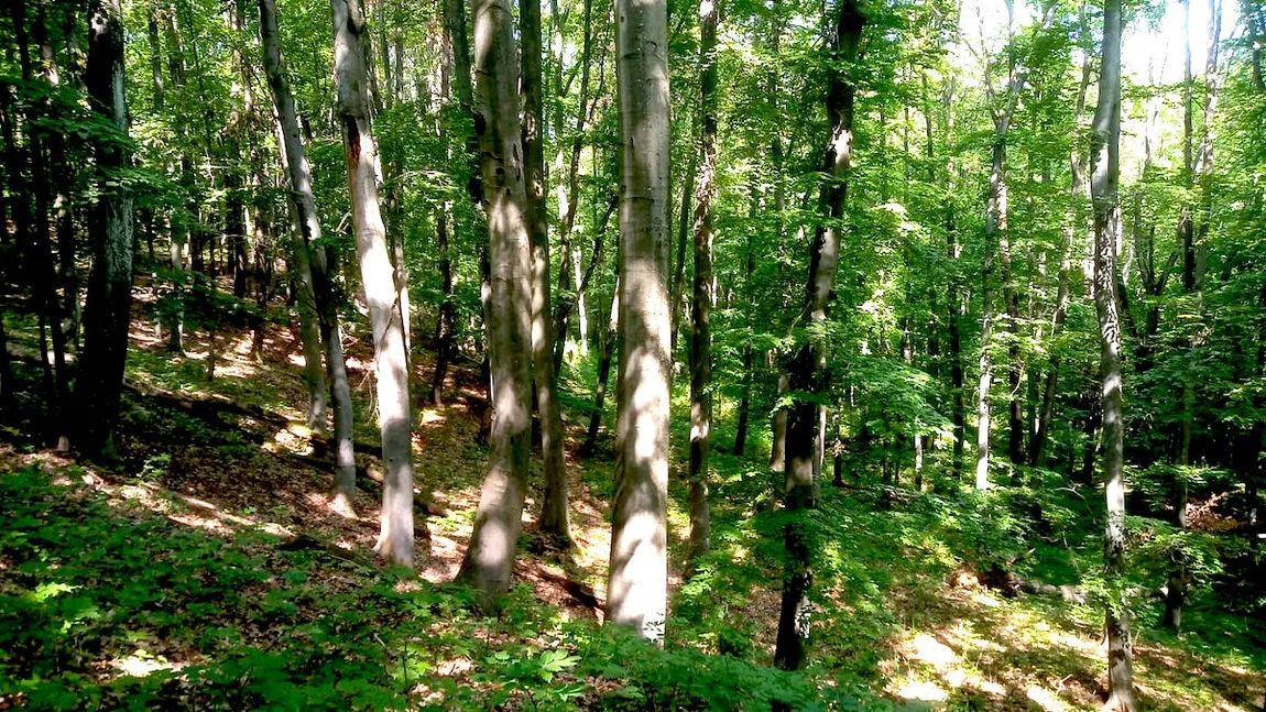 Totul despre scara misterioasă din pădurea Mehedințiului. Fenomene paranormale și comori ascunse la 