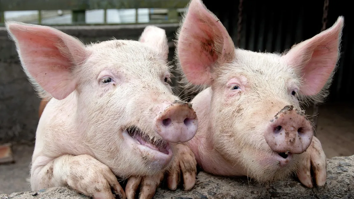 Carnea de porc românească, mai scumpă decât cea din import. Ministrul Agriculturii acuză supermarketurile: „Adaosul comercial pe produsul din România este mult mai mare”
