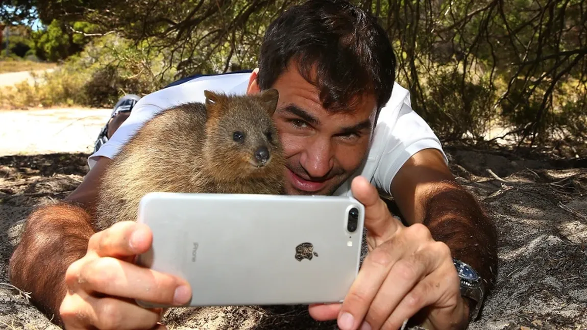 Cum arată „cel mai fericit animal din lume”. Quokka, animăluțul care l-a cucerit până și pe Roger Federer