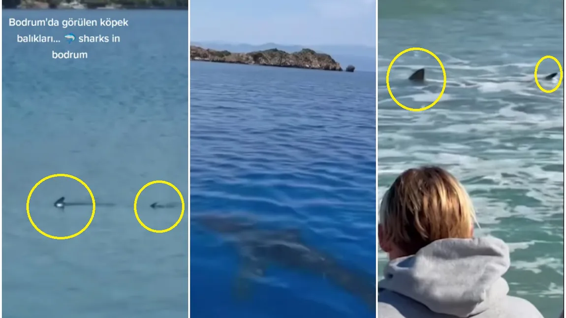Panică pe litoralul turcesc! Rechini surprinși aproape de mal în stațiunea Bodrum. Turiștii au fost evacuați de pe plajă