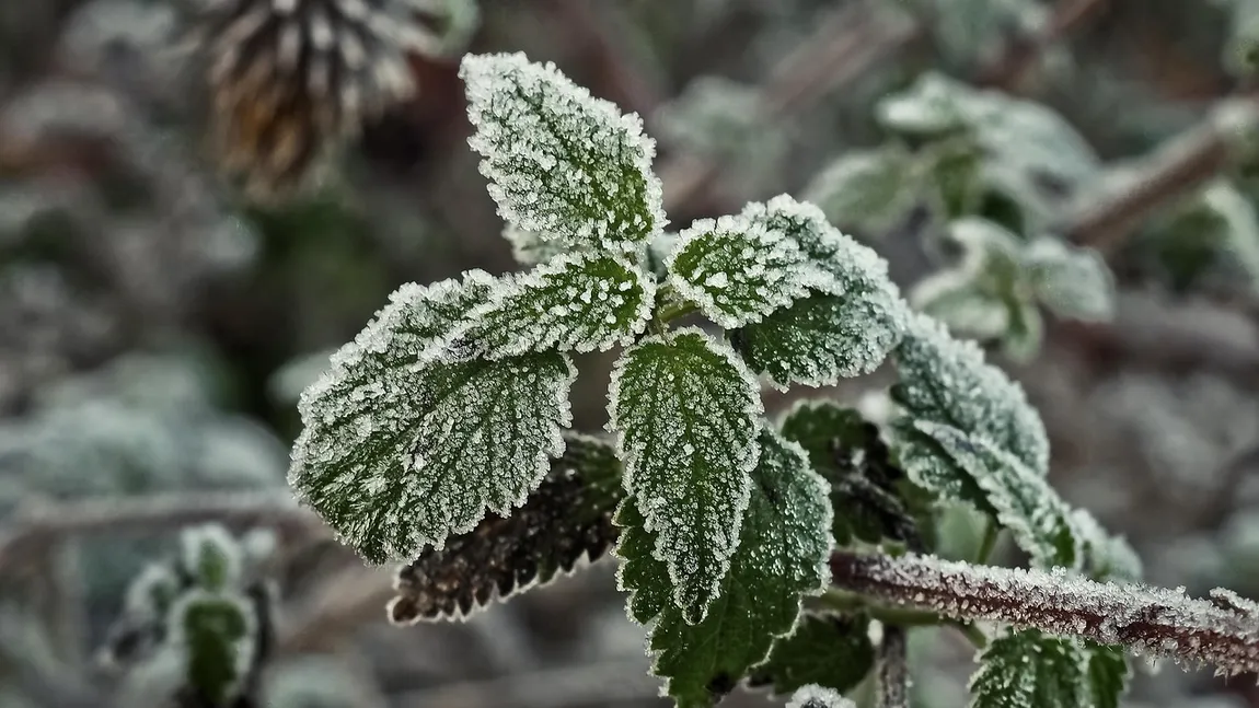 Cea mai rece dimineață din această vară. Brumă și temperaturi sub zero grade. Florinela Georgescu: 