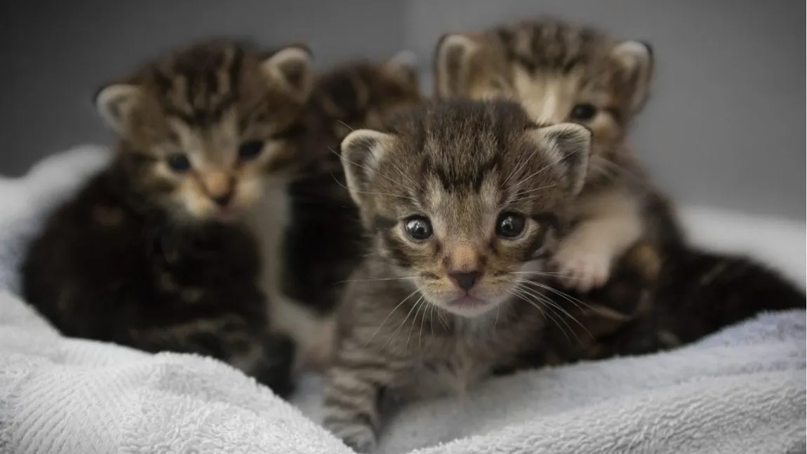 O femeie din Dâmbovița a fost amendată cu 3.000 de lei, după ce a abandonat mai mulți pui de pisică în fața unei farmacii veterinare