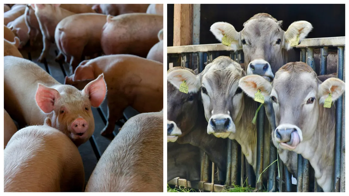 Măsuri ferme pentru bunăstarea animalelor. Tăierea cozii la purcei, interzisă! Fiecare vacă de lapte să aibă propriul loc de hrănire