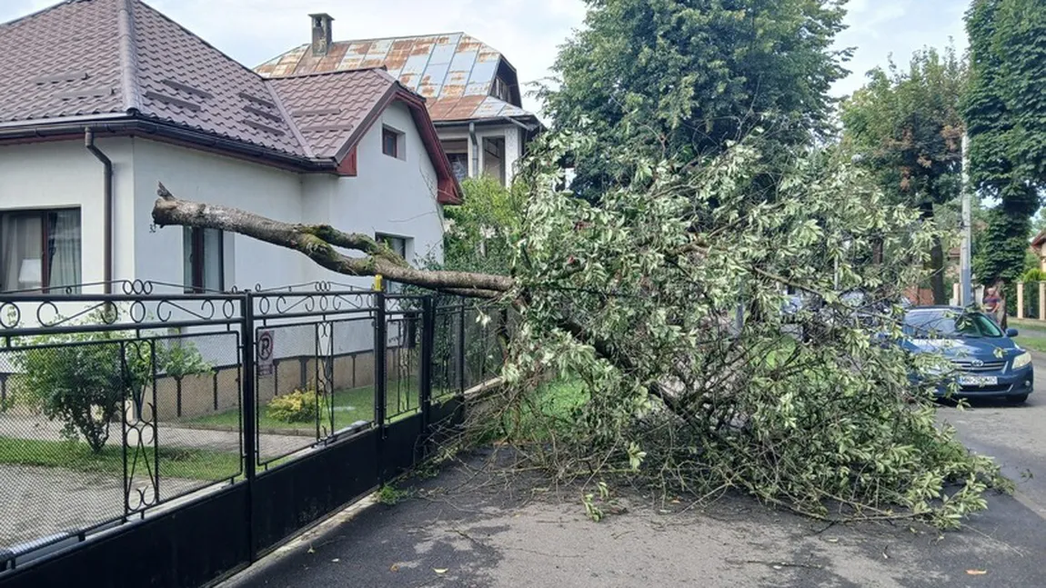 Locuințe inundate și arbori rupți după o furtună extrem de puternică în Sighetul Marmației