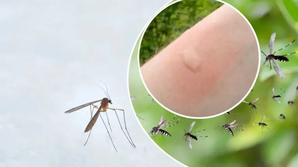 Cum de țânțarii știu exact unde e pielea ta expusă? Ce nu știai despre senzorul ascuns al celor mai enervante insecte