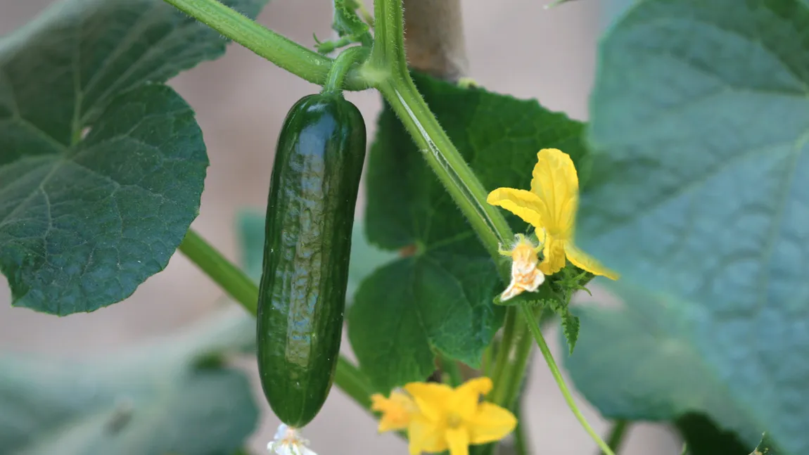 Plantatul castraveților pentru toamnă nu a fost niciodată mai simplu: Metoda nemțească, ideală pentru a culege ușor castraveții fără să stai cocoșat în soare