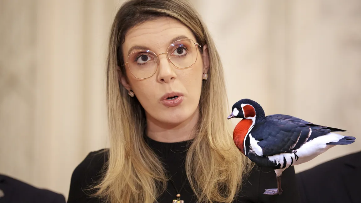 EXCLUSIV CUTIA NEAGRĂ. Salvăm gâsca cu gât roșu, dar românii mai așteaptă. Ministerul Mediului cheltuie 36 de milioane de lei pentru păsări, în timp ce românii mor de foame