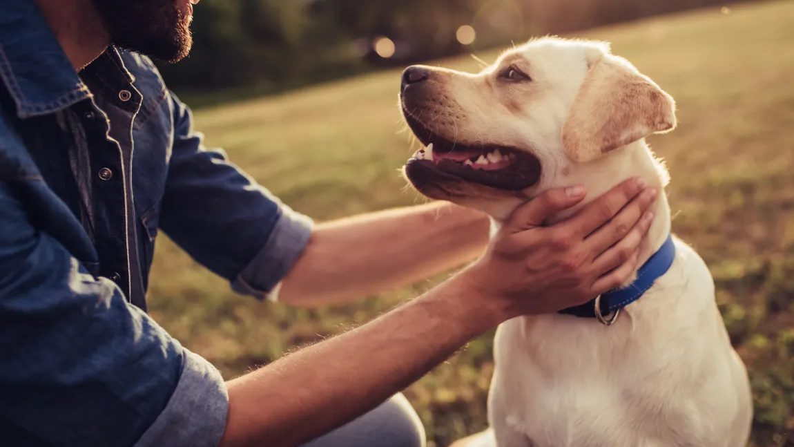 Câinii cu „pașaport” își pot însoți stăpânii la cafea. Oradea vrea să devină primul oraș ”pet-friendly”