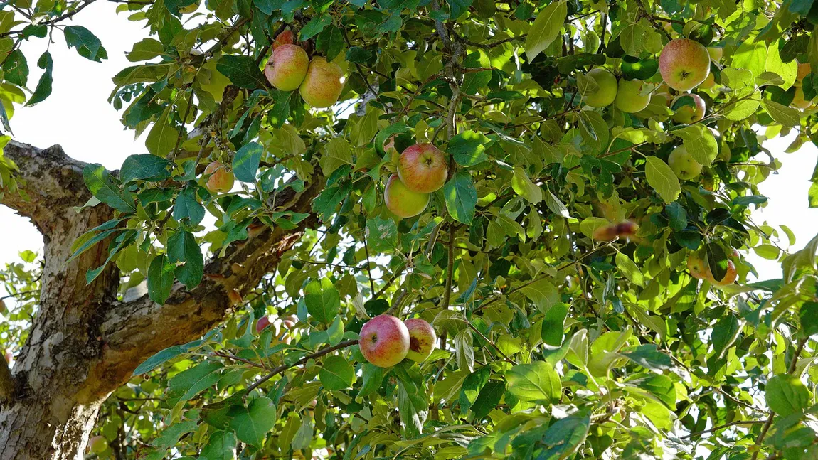 La ce distanță poți planta pomi față de gardul vecinului. Ce spune legea și ce riști dacă nu o respecți