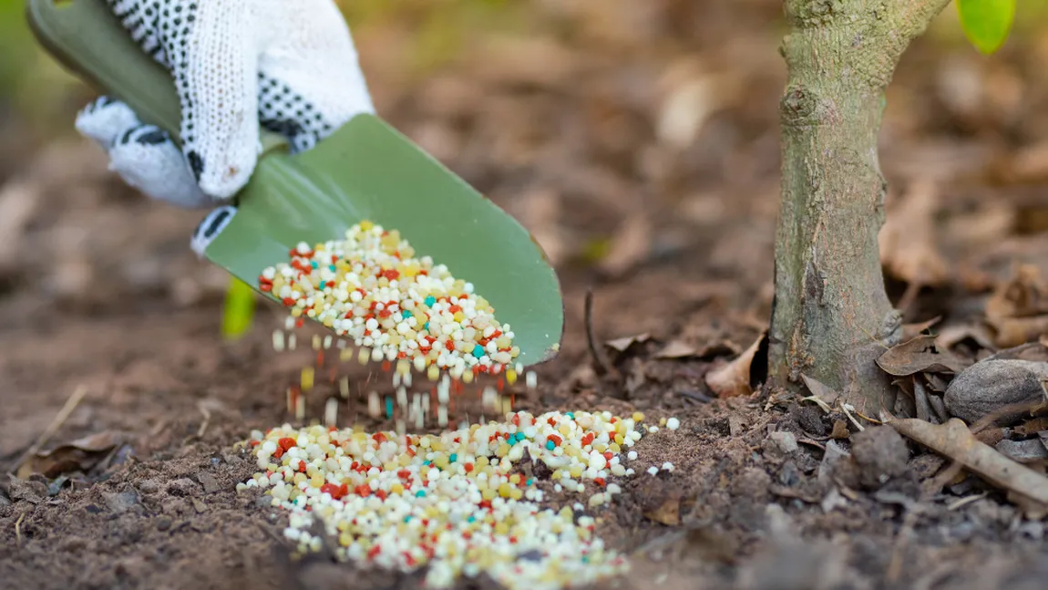 Fertilizarea de toamnă a pomilor fructiferi. Cum se face corect şi ce substanţe trebuie folosite