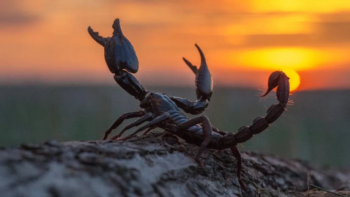 Pasionalul MARTE este în misteriosul SCORPION. Ce MESAJE puternice vor primi aceste ZODII?