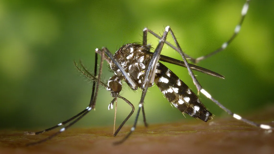 Alertă în România din cauza virusului West Nile. Medicul Tudor Ciuhodaru: ”17 cazuri au fost deja confirmate. Înțepăturile de țântar pot deveni letale”