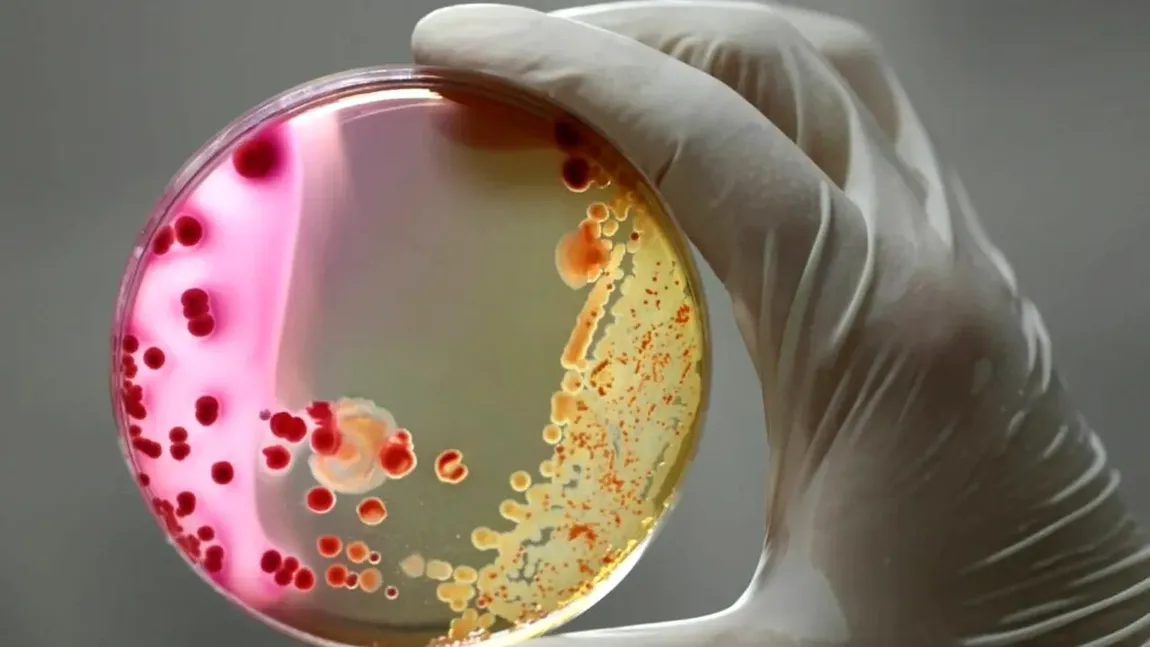 Cum se transmite și cum se tratează Serratia marcescens, bacteria care a omorât șase copii la Spitalul Sfânta Maria din Iași