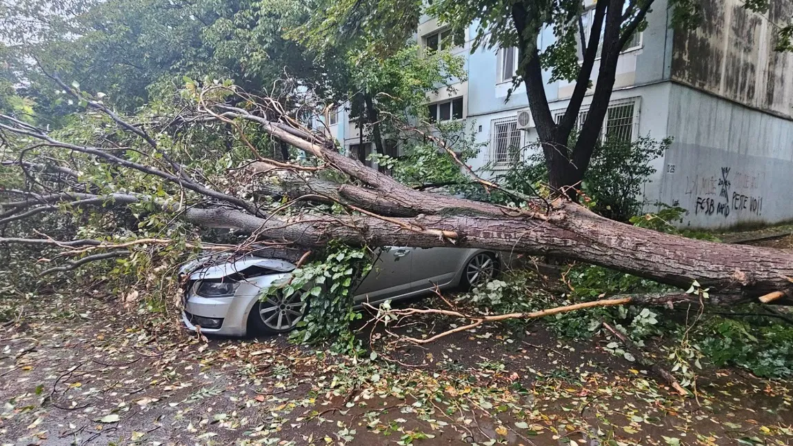 Bucureştiul şi copacii care cad la fiecare furtună: Cum reconstruim un oraş mai sigur şi mai verde