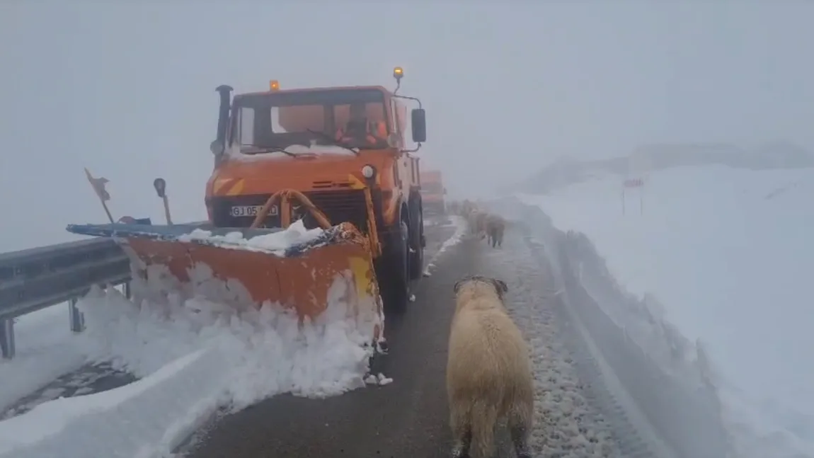 Ninge la munte! Transfăgărășanul și Transalpina rămân închise în weekend. Cea mai frumoasă şosea ar putea fi închisă total pentru reparaţii