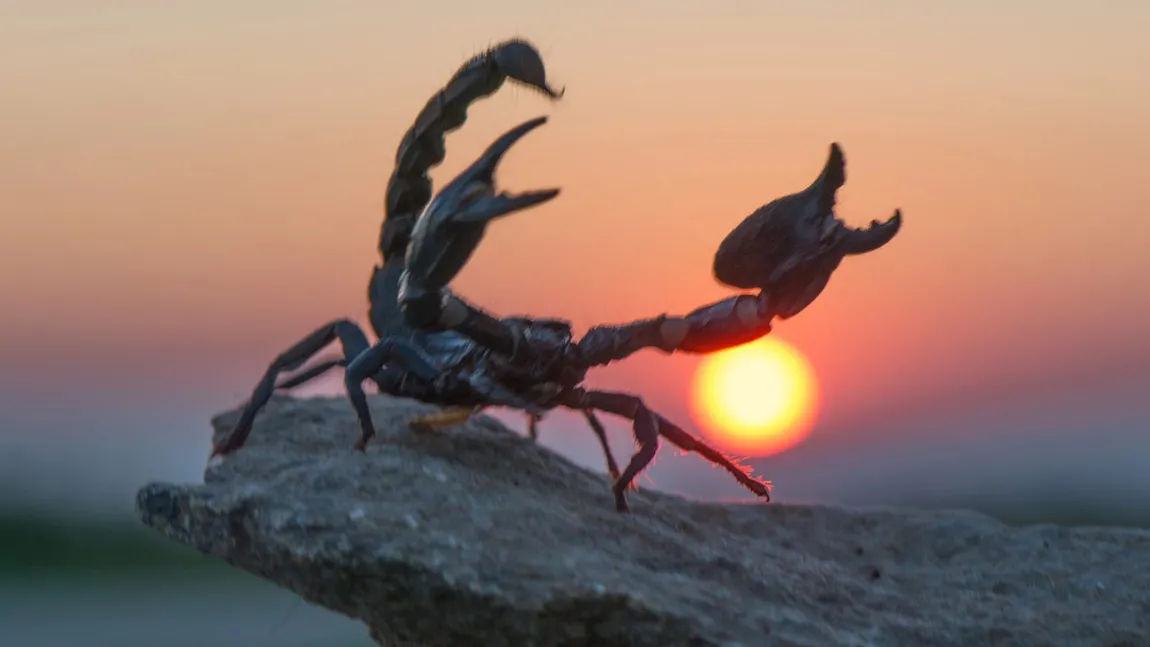 Horoscopul tău pentru sezonul SCORPIONULUI (22 octombrie – 20 noiembrie 2025). Portal de mister și transformări interioare, bântuie Mercur retrograd