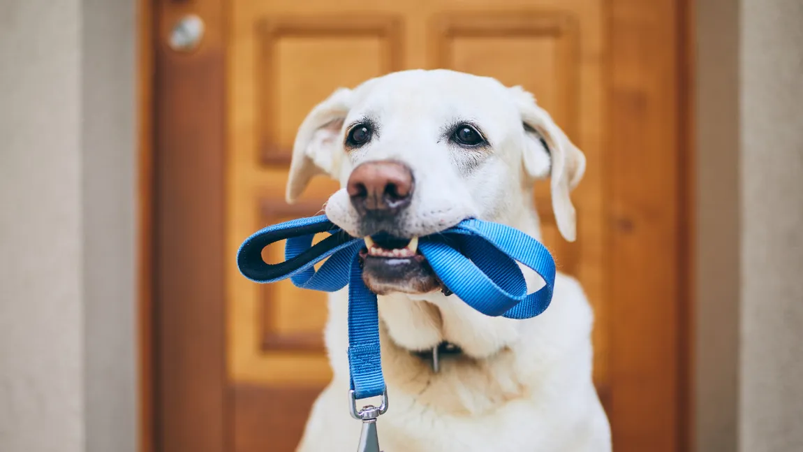 Animalul de companie, considerat „bagaj” de Curtea Supremă a UE! Ce înseamnă asta pentru companiile aeriene
