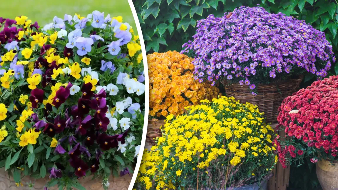 Florile rezistente la frig care pot fi plantate toamna. Aceste plante vor transforma complet aspectul grădinii