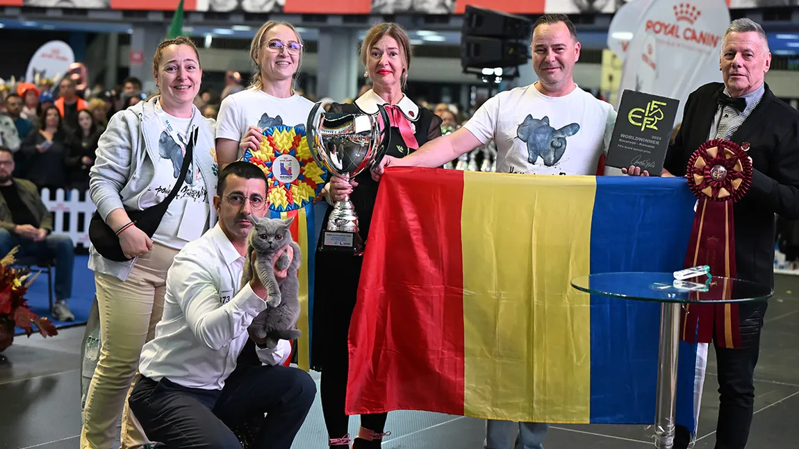 România are cele mai frumoase pisici din lume! Trei feline au cucerit podiumul la frumusețe pisicească: Nordri, Quasar și Kira Kiralina