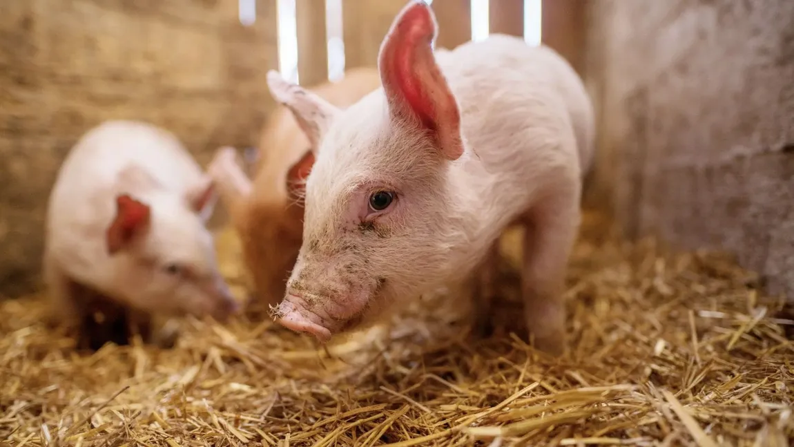 Cât costă un porc de peste 100 de kilograme cu două luni înainte de Crăciun. Cererea este uriaşă