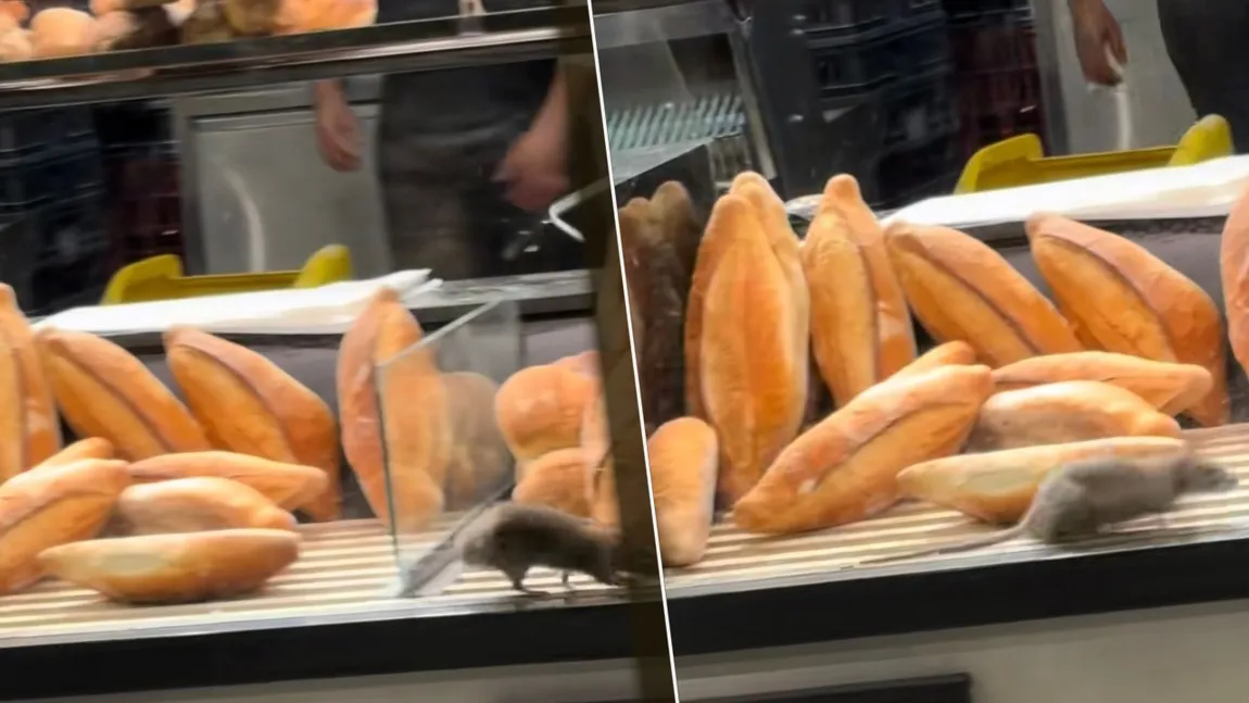 Scene șocante într-o brutărie din București! Un șobolan, surprins printre produsele din vitrină. VIDEO