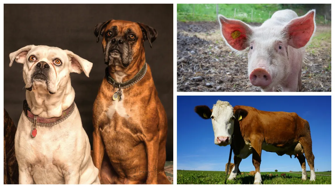 Se pregătește o nouă taxă - pe animale! Unde va fi aplicată și cât se va plăti. Sunt vizate inclusiv patrupedele turiștilor!