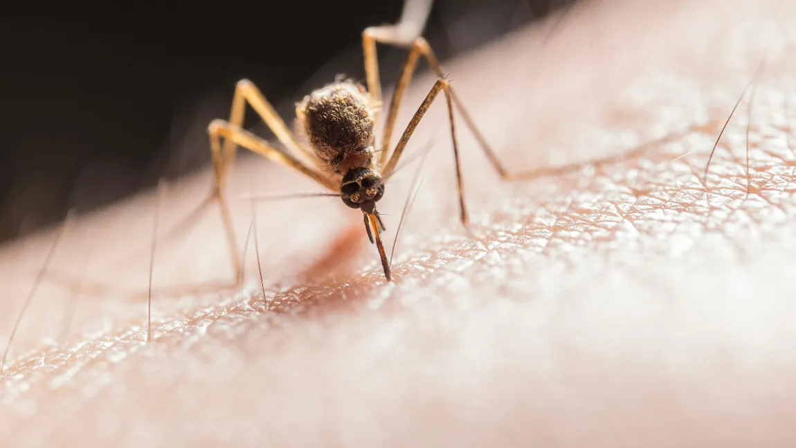 Alertă sanitară într-un oraș mare din România! Un bărbat infectat cu virusul West Nile a murit, alte patru persoane sunt spitalizate