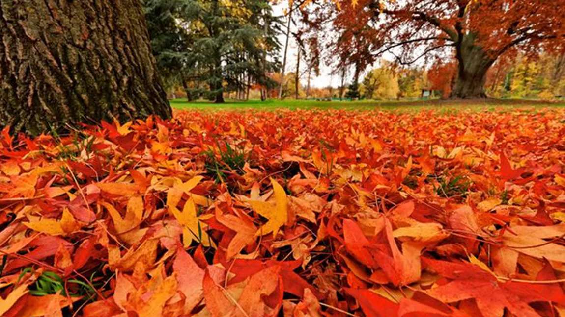 Prognoza meteo. Nebulozitate stratiformă dimineaţa. Romica Jurca anunţă că toamna îşi arată colţii de săptămâna viitoare