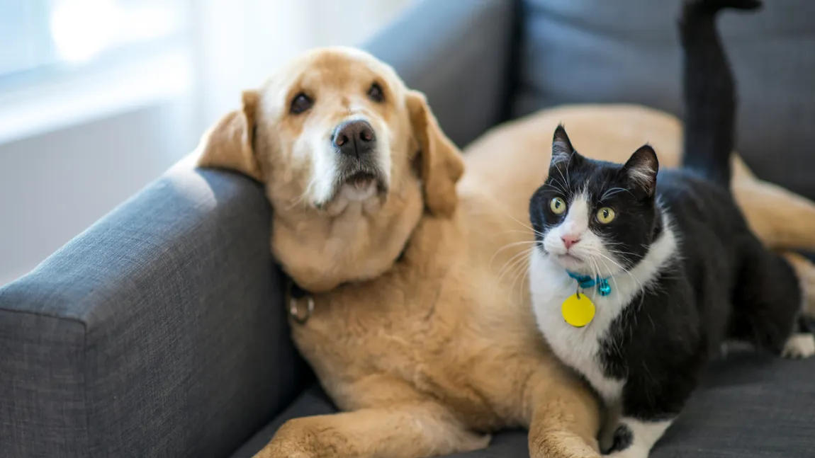 Vrei să-ți iei un animal de companie, dar ți-e frică de costuri? Iată cât poți cheltui lunar pentru un prieten blănos