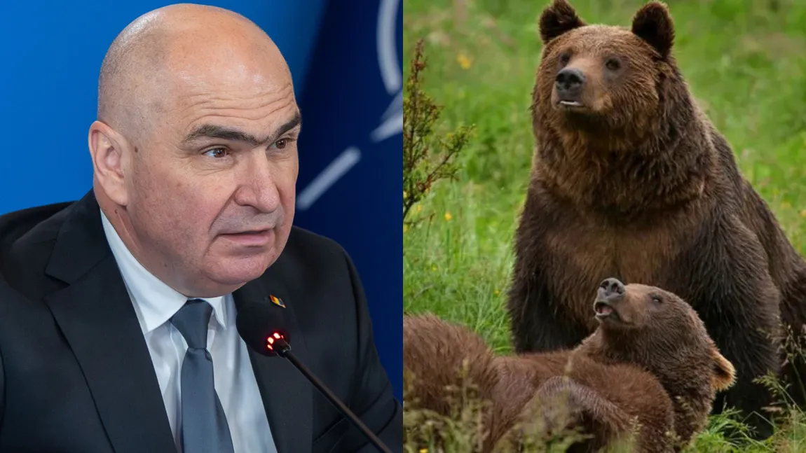 Urșii vor putea fi împușcați imediat și se acordă amenzi de până la 30.000 de lei pentru cei ce îi hrănesc. Ordonanța de Urgență urmează să fie adoptată de către Guvern DOCUMENT