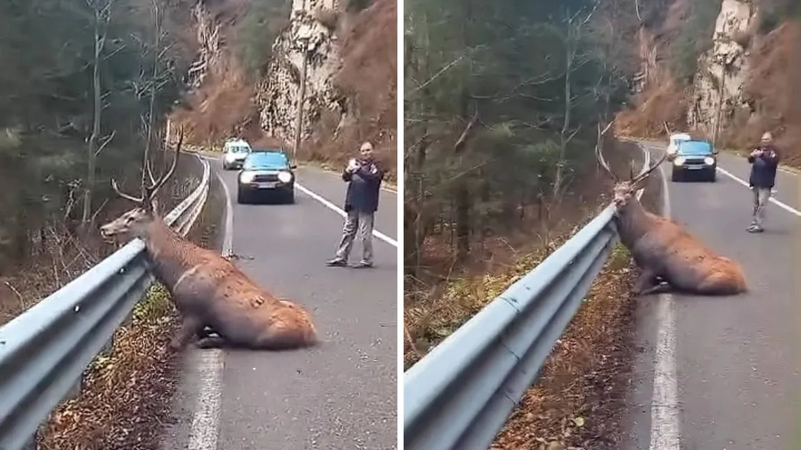 IMAGINI DUREROASE - Momentul în care un cerb matur este moarte, filmat și publicat pe Facebook: „Să le fie rușine, sper că va fi salvat”