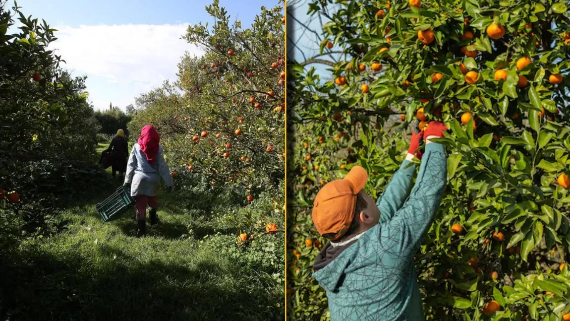 Salariul oferit pentru cules de mandarine în Italia. Cerințele pe care angajatorii le au