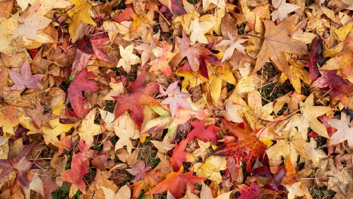 Iluzie optică pentru cititorii cu mintea sclipitoare. Descoperă conul de brad ascuns printre frunze